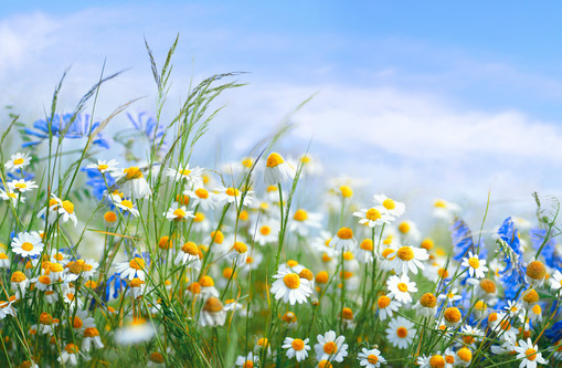 Nahaufnahme einer Blumenwiese