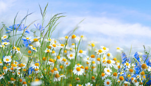 Nahaufnahme einer Blumenwiese