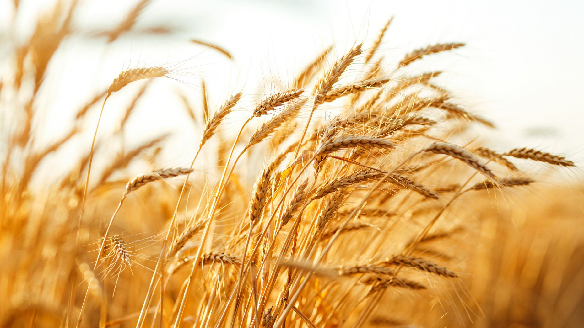 Nahaufnahme Getreide